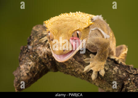 Crested Gecko (Correlophus wimpertierchen), eine Pflanzenart aus der Gattung der Gecko native zum südlichen Neukaledonien, mit seiner Zunge sein Auge zu reinigen Stockfoto