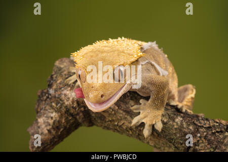 Crested Gecko (Correlophus wimpertierchen), eine Pflanzenart aus der Gattung der Gecko native zum südlichen Neukaledonien Stockfoto