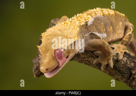 Crested Gecko (Correlophus wimpertierchen), eine Pflanzenart aus der Gattung der Gecko native zum südlichen Neukaledonien, mit seiner Zunge sein Auge zu reinigen. Tier Humor, Humor Stockfoto