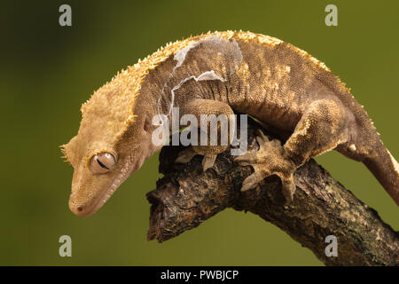 Crested Gecko (Correlophus wimpertierchen), eine Pflanzenart aus der Gattung der Gecko native zum südlichen Neukaledonien Stockfoto