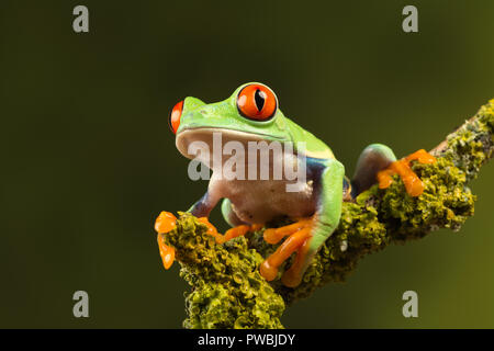 In der Nähe von red-eyed Tree Frog (Agalychnis callidryas), eine bunte Amphibienarten, auf einem Zweig Stockfoto