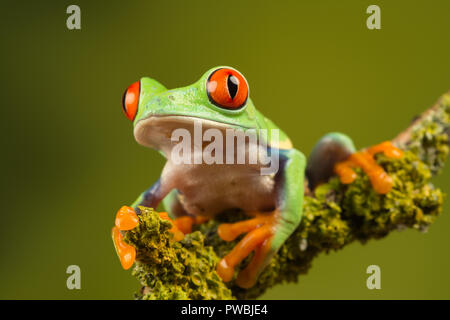In der Nähe von red-eyed Tree Frog (Agalychnis callidryas), eine bunte Amphibienarten, auf einem Zweig Stockfoto