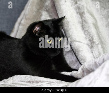Unbred schwarze Katze liegend auf einem grauen Teppich, auf die Seite Suchen, im Hintergrund einen leichten grauen und blauen Farbton, Tier halb liegend, Portrait im Profil, Stockfoto