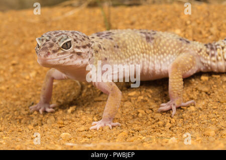 Leopard Gecko (Eublepharis macularius), einem asiatischen Eidechse Arten Stockfoto