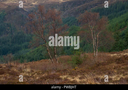 Aussichtspunkt an Ratagan Wald über Loch Duich und die umliegende Hochland Berge, Loch Duich, West Highlands, Schottland, Großbritannien Stockfoto