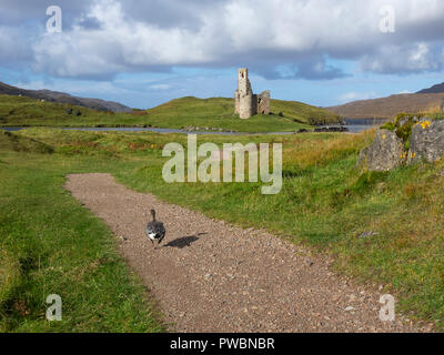 Eine Ente gesehen Besuch Ardvreck Castle, Loch Assynt, Sutherland, Schottland. Stockfoto