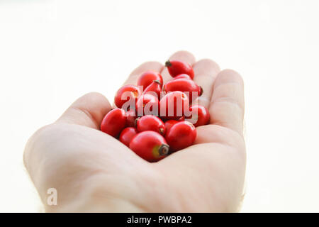 Mann mit roten Hagebutten in seiner Hand. Dog Rose berry Schließen halten Sie wilde Früchte Stockfoto