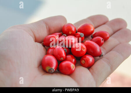 Mann mit roten Hagebutten in seiner Hand. Dog Rose berry Schließen halten Sie wilde Früchte Stockfoto