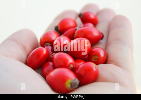 Mann mit roten Hagebutten in seiner Hand. Dog Rose berry Schließen halten Sie wilde Früchte Stockfoto