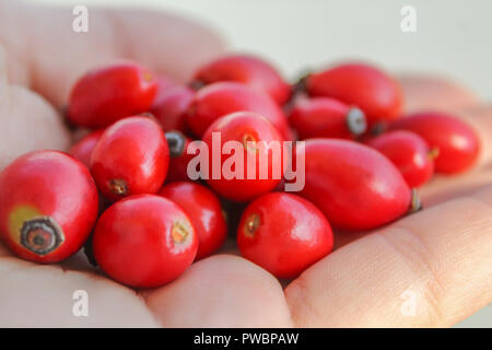 Mann mit roten Hagebutten in seiner Hand. Dog Rose berry Schließen halten Sie wilde Früchte Stockfoto