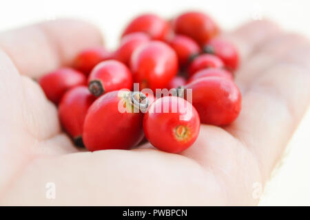 Mann mit roten Hagebutten in seiner Hand. Dog Rose berry Schließen halten Sie wilde Früchte Stockfoto