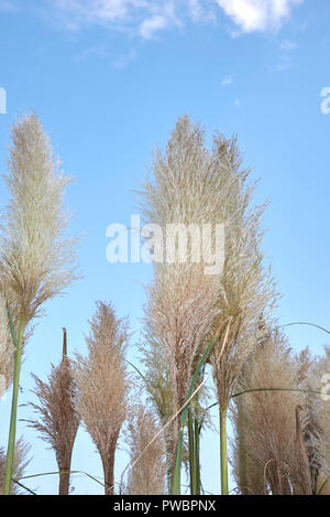 Cortaderia selloana Stockfoto