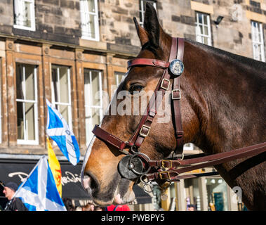 In der Nähe von Polizei Pferd, schottische Unabhängigkeit Alle unter einem Banner AUOB März 2018, Royal Mile, Edinburgh, Schottland, Großbritannien Stockfoto