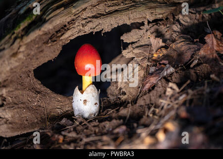 Emerging Amanita jacksonii Pilz-Pisgah National Forest, Brevard, North Carolina, USA Stockfoto