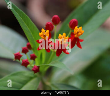 Blüht von Scarlet Milkweed Stockfoto