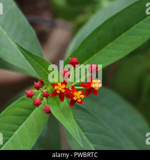 Blüht von Scarlet Milkweed Stockfoto