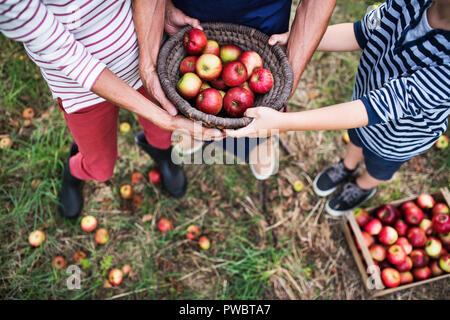 Nicht erkennbare Großeltern mit Enkel mit einem Korb voller Äpfel im Obstgarten. Ansicht von oben. Stockfoto