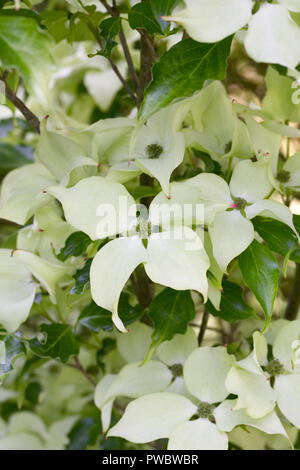 Cornus Kousa' Herbst Rose' Blumen im Sommer. Stockfoto