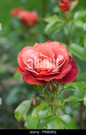 Rosa heiße Schokolade 'Wekpaltlez' Blume. Stockfoto