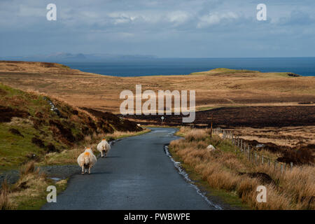 Schafe auf einem malerischen Road (A855), auf der Insel Skye, Schottland, Großbritannien Stockfoto