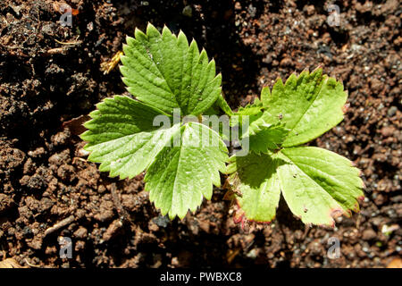 Kleine Erdbeere Pflanzen Pflanzen im Garten Stockfoto