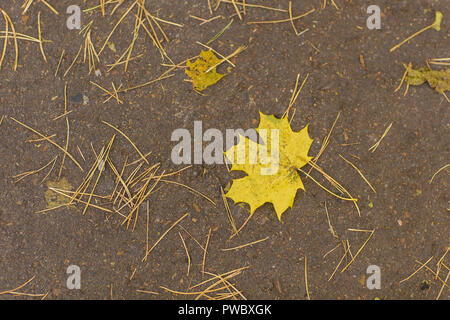 Gelbe maple leaf legt auf dunklen Asphalt. Ansicht von oben Stockfoto