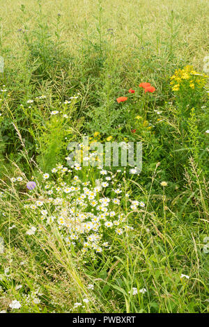 Eine Mischung aus wilden Blumen an der Seite eines kultivierten Feld in der Haute-Marne, Frankreich, Europa Stockfoto
