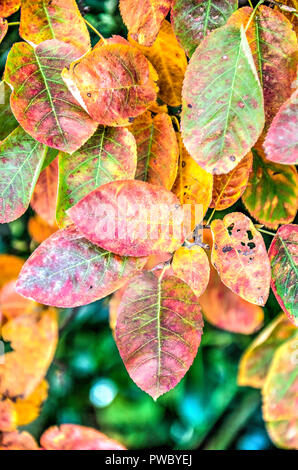 Nahaufnahme der Blätter eines amelanchier oder shadbush im Herbst in verschiedenen Schattierungen von Rot, Grün und Gelb Stockfoto