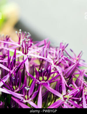 Die purpurrote Kugel Blume namens Allium cristophii, Persische, Zwiebel oder Stern in Persien. Es ist eine Art von Zwiebel obwohl als Zierpflanze angebaut Stockfoto