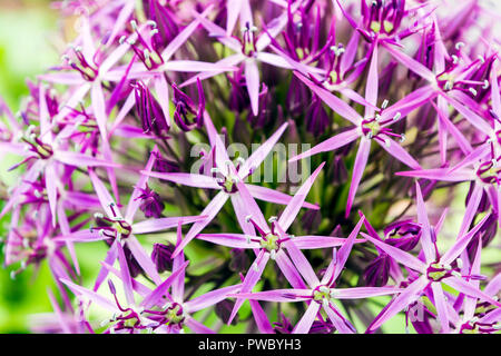 Die purpurrote Kugel Blume namens Allium cristophii, Persische, Zwiebel oder Stern in Persien. Es ist eine Art von Zwiebel obwohl als Zierpflanze angebaut Stockfoto