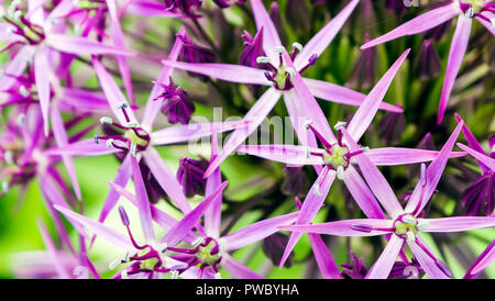 Die purpurrote Kugel Blume namens Allium cristophii, Persische, Zwiebel oder Stern in Persien. Es ist eine Art von Zwiebel obwohl als Zierpflanze angebaut Stockfoto