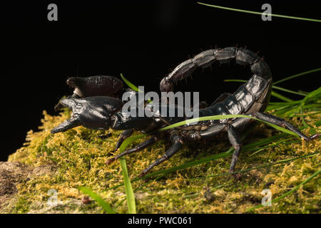 Kaiser scorpion (Pandinus imperator), eine Pflanzenart aus der Gattung der Scorpion native zu den Regenwäldern und Savannen in Westafrika Stockfoto