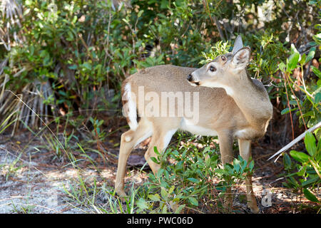 Odocoileus Virginianus Clavium, Key Deer auf Jack C Watson Trail auf Big Pine Key, Florida Keys, Florida, USA Stockfoto