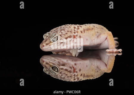 Leopard Gecko (Eublepharis macularius), einem asiatischen Eidechse Arten Stockfoto