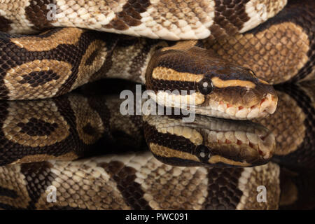 Royal python, auch genannt den Ball python (Python regius), eine afrikanische Reptil Schlange Arten Stockfoto