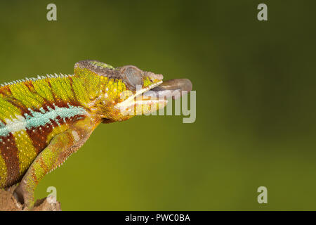 Panther chameleon (Furcifer pardalis), einem bunten Reptilien aus Madagaskar, mit herausgestreckter Zunge bereit, Beute zu fangen Stockfoto