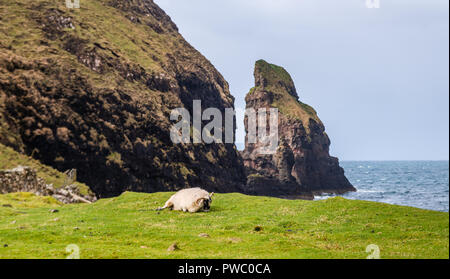 Ein Schaf neben der Felsformation an der Talisker Bay, Sile of Skye, Schottland, UK Stockfoto