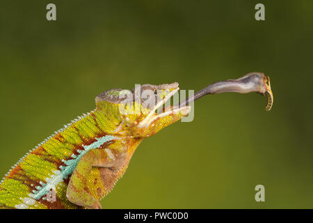 Panther chameleon (Furcifer pardalis), einem bunten Reptilien aus Madagaskar, mit Zunge erweitert den Fang einer Heuschrecke Stockfoto