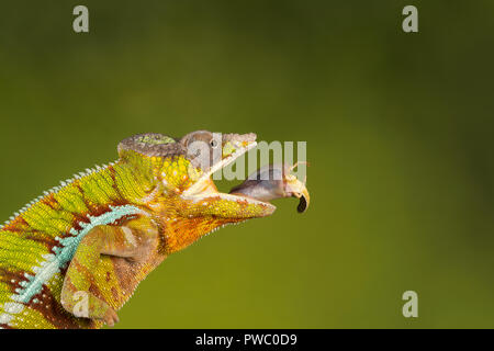 Panther chameleon (Furcifer pardalis), einem bunten Reptilien aus Madagaskar, gerade nach dem Beutefang (Heuschrecke) mit seiner langen Zunge Stockfoto