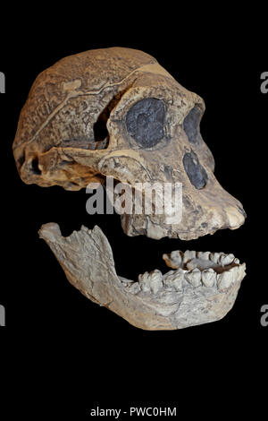 Frau Ples Australopithecus africanus Stockfoto