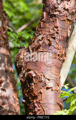 Nahaufnahme der abblätternde Rinde am Stamm eines Paperbark Ahorn (Acer griseum), einem rötlichen Baum im Herbst wächst in Großbritannien. Stockfoto