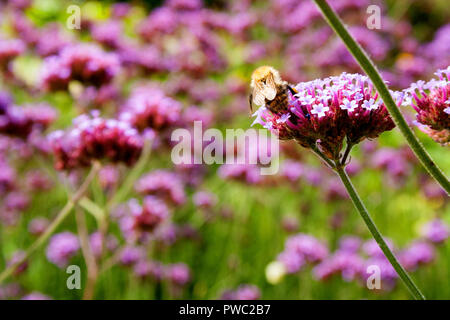 Biene sammelt Pollen aus dem Argentinischen Vervain (Verbena Bonariensis) Stockfoto