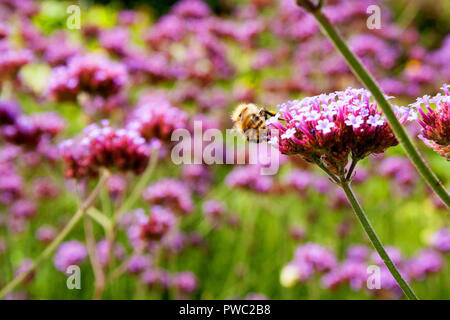 Biene sammelt Pollen aus dem Argentinischen Vervain (Verbena Bonariensis) Stockfoto