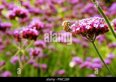 Biene sammelt Pollen aus dem Argentinischen Vervain (Verbena Bonariensis) Stockfoto