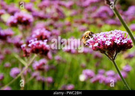 Biene sammelt Pollen aus dem Argentinischen Vervain (Verbena Bonariensis) Stockfoto