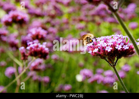 Biene sammelt Pollen aus dem Argentinischen Vervain (Verbena Bonariensis) Stockfoto
