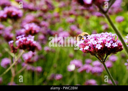 Biene sammelt Pollen aus dem Argentinischen Vervain (Verbena Bonariensis) Stockfoto