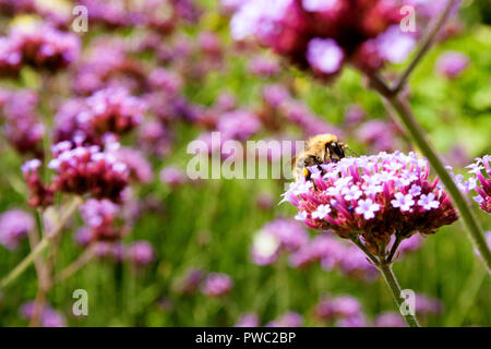 Biene sammelt Pollen aus dem Argentinischen Vervain (Verbena Bonariensis) Stockfoto