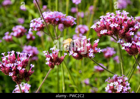 Biene sammelt Pollen aus dem Argentinischen Vervain (Verbena Bonariensis) Stockfoto