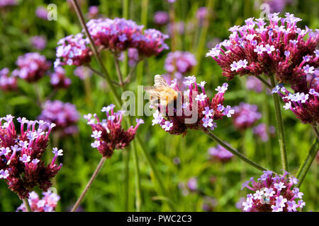 Biene sammelt Pollen aus dem Argentinischen Vervain (Verbena Bonariensis) Stockfoto